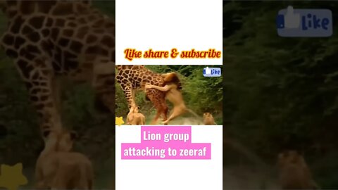 Lion group attacking to zeeraf ¥ #shorts #short #youtubeshorts