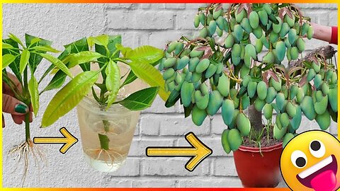 🌿🍌 Supercharge Mango Tree Growth: 1 Banana Fruit, Energy Drink, and Natural Vitamins! 🚀 #plantlovers