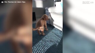 Puppy mesmerized by tail-wagging shadow!