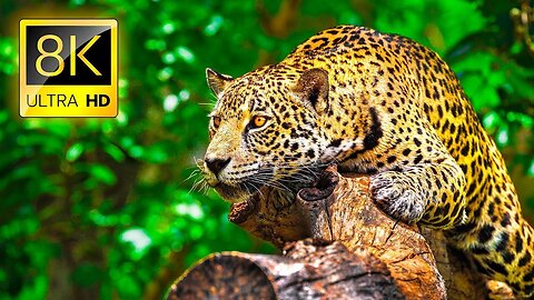 Wild animals - Beautiful wild animals videos - Wild life - Wildlife beauty