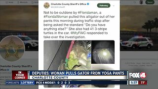 Charlotte County woman pulls gator out of her pants