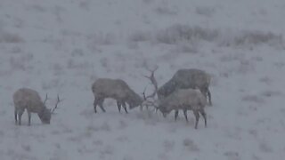 SPARRING IN A SNOWSTORM!