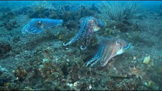 Epic cuttlefish fight!