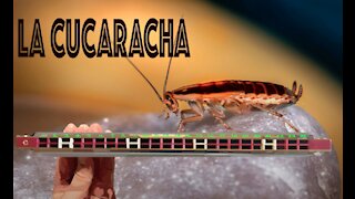 How to Play La Cucaracha on a Tremolo Harmonica with 24 Holes