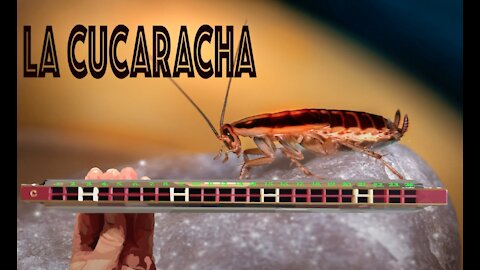 How to Play La Cucaracha on a Tremolo Harmonica with 24 Holes