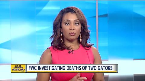 FWC investigating deaths of two gators