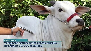 Minas Gerais: Vacinação contra Febre Aftosa Termina no Sábado, Dia 17 de Dezembro.