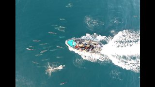 Superpod of dolphins accompany speeding boat