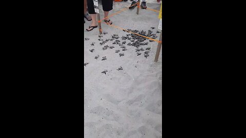 Baby Sea Turtles Begin Ocean Adventure
