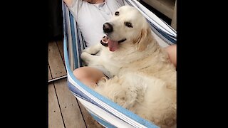 Golden Retriever's first 2 years of life documented in heart-warming clip