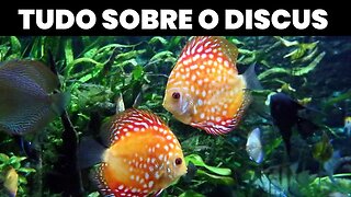 Saiba Tudo sobre os Peixes Discus e deixe o seu Aquário ainda mais elegante.