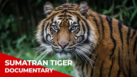 The Sumatran Tiger | Free Documentary Wildlife