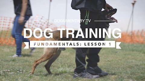 DOG TRAINING FOR BEGINNERS