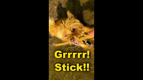 Grrrr! That’s MY stick!