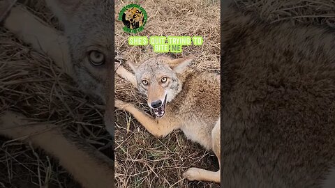 Petting A Mean Coyote 🐺 #outdoors #trapping #viral #oklahoma #fyp