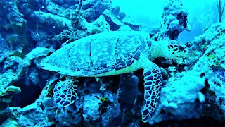 Rare and endangered sea turtle calmly eats sponges as scuba diver watches