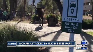 Woman attacked by elk on sidewalk in Estes Park