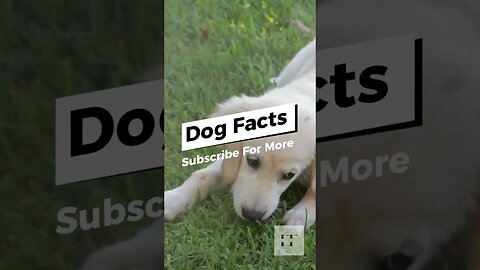 Incredible Dog Facts - You Don't Know🐶#dogs #doglovers #dogfacts #dogsofinstagram #dogshorts #shorts