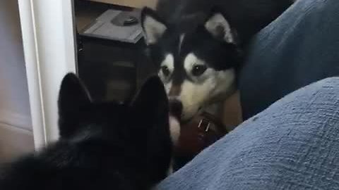 Confused Husky Tries To Chat With Mirror Reflection