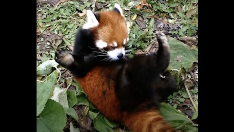 Funny Most Adorable Red Panda - CUTEST