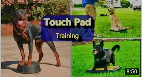 Everyone needs this Dog training skill! Touchpad training