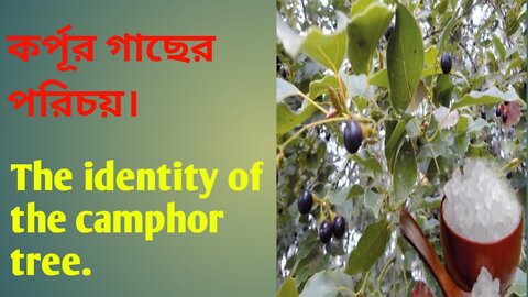 The identity of the camphor tree. কপূর গাছের পরিচয়।