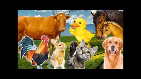 Learn Family Animals_ Cat, Horse, Cow, Chicken, Duck - Farm Animal Sounds