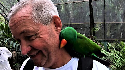 Amorous parrot lands on tourist's shoulder and refuses to leave