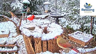 30 mins of Winter/Early Spring Snowfall at the Feeders