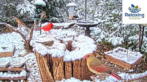 30 mins of Winter/Early Spring Snowfall at the Feeders