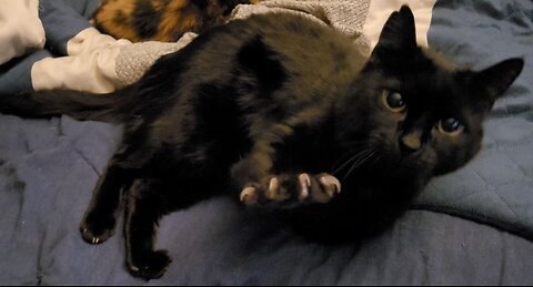 House Panther Buddy Wants Belly Rubs and LOVES to Show Off His Claws!