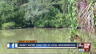 Manatee Co. homeowners say dead fish in neighborhood pond is making them sick