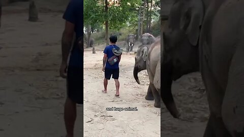 what it means to be an elephant keeper