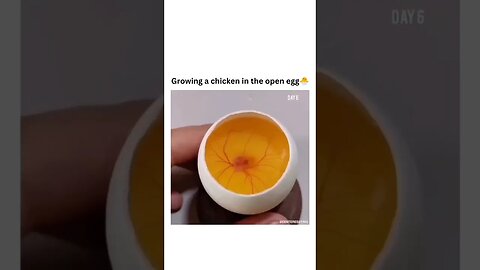 Growning A chicken in an Open 🥚 egg #viral #shorts #wow