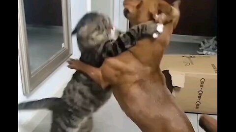 cat vs dog dangerous fight🙈🙀