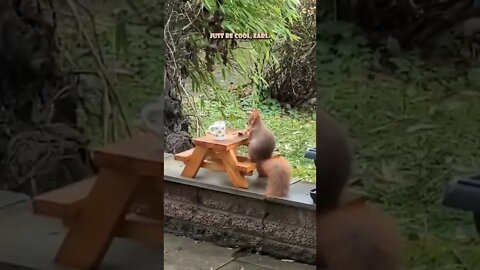 SQUIRREL GETS STOOD UP (FUNNY ANIMAL SHORTS) #shorts