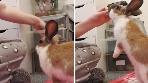 Adorable bunny loves doing tricks for tasty treats