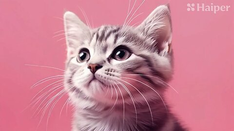 Cute Cat Gif