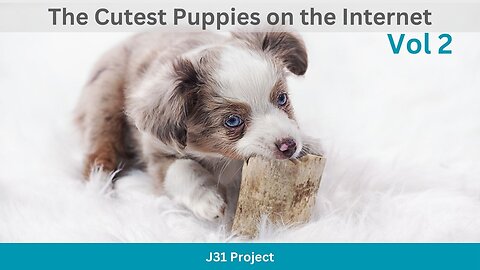 The Cutest Puppies - Vol 2