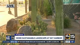 More sustainable landscape implemented at Sky Harbor
