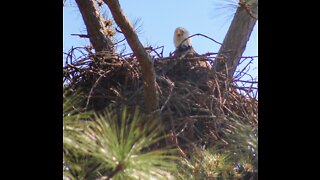 Eagle sitting on nest