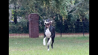 Great Dane Plays Fetch & Catch With Toy Gorilla