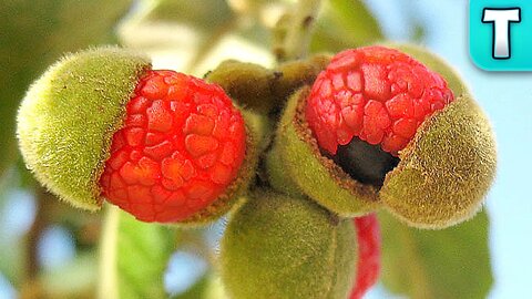 Hairy Bird's Eye Fruit | Fruits You've Never Heard Of