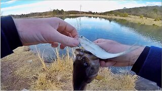 FISHING LIVE GIZZARD SHAD FOR BASS!!!