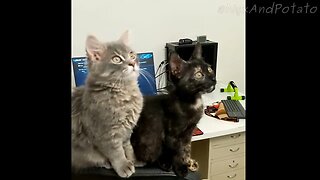 Adorable Kittens Nyx & Potato React to a Fascinating Discovery