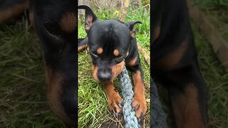 Rottweiler chewing toy #shorts #short #rottweiler #subscribe