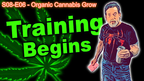 S08 E06 - Organic Cannabis Grow - Week 2 Of Veg - Light Burn Has Healed & Training Has Begun