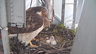 RUBY CAM: One of Ruby's Three Eggs has hatched
