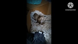 Romeo the ferret packing peanuts fun!