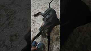 Nala the #doberman excited to go on a walk! #dogs #subscribe #like #share #shorts #short